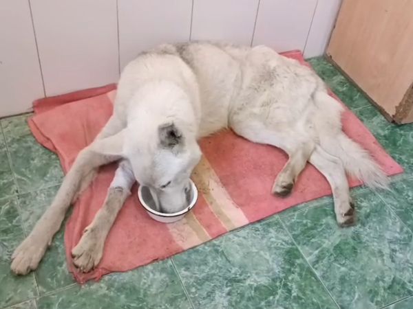 В Шахтах собаку укусил зараженный клещ