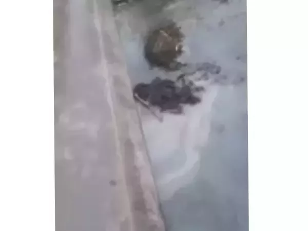 Росприроднадзор проверит информацию о сливе нечистот в реку Грушевку в Шахтах