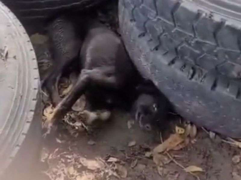 В Азове неизвестный расстрелял собаку и бросил ее умирать в канаве