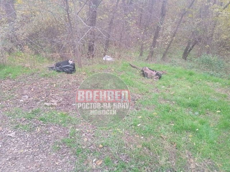 Ростовчане рядом со Змиевской балкой обнаружили отрубленную коровью голову