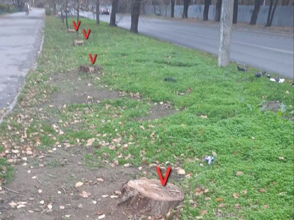 14 деревьев вырубили в Ростове на улице Капустина