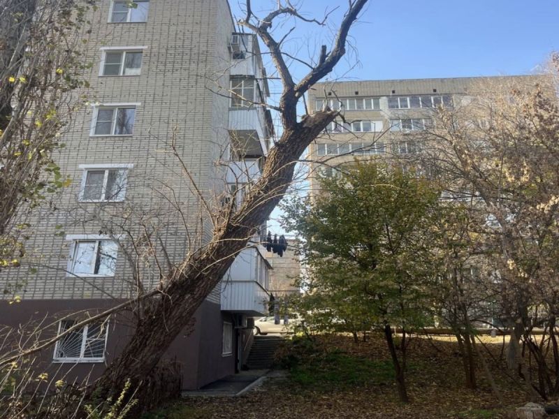 Ростовчане просят спилить частично разрушенное дерево на Самаркандской