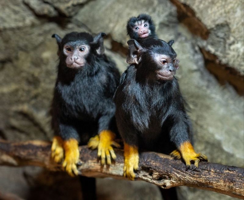 В парке «Лога» в Ростовской области родились два малыша красноруких тамаринов