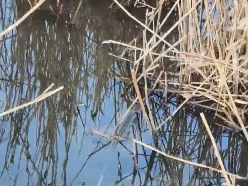 Росприроднадзор проверит информацию о загрязнении реки Быстрой в Морозовском районе