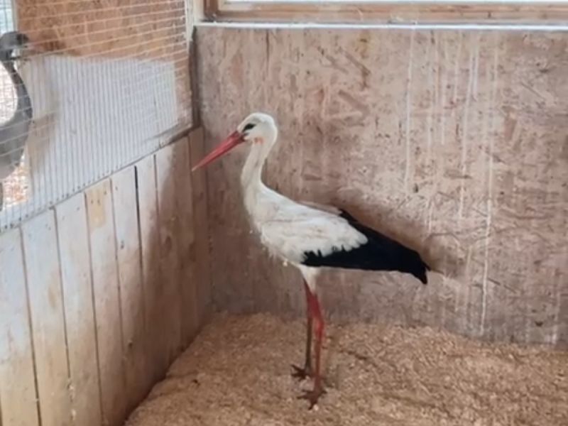 В донском парке "Малинки" краснокнижному аисту, получившему ранение, ампутировали запястье