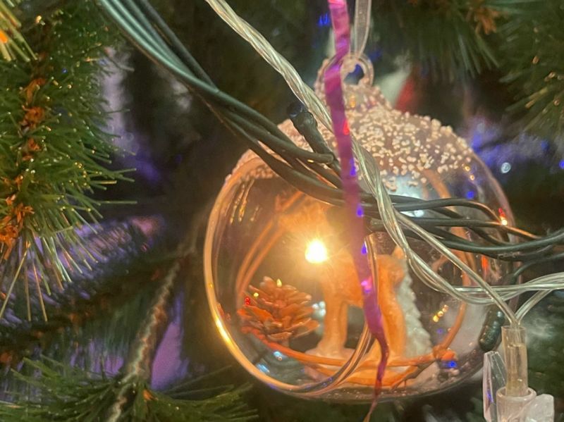 Первую партию елок на Дон доставили из Ульяновской области