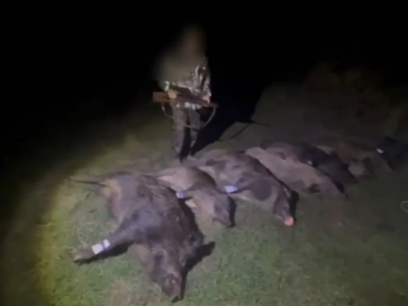 На Дону пенсионер охотник стал фигурантом уголовного дела из-за убитых кабанов