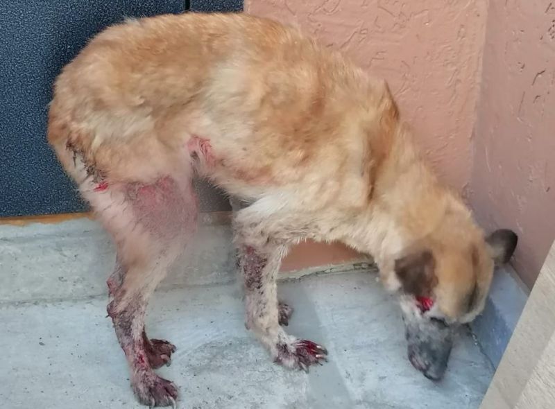 Донские ветеринары спасают собаку с истощением и жуткими ранами на теле