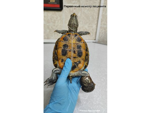 Ветврач из Ростова спасла черепаху, у которой была пережата волосами лапа