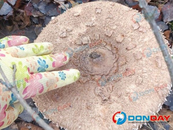 В Ростовской области грибники нашли поляну огромных зонтиков