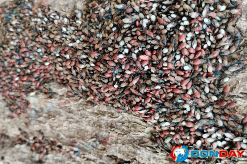 О массовом нашествии клопов в Таганроге заявляют СМИ