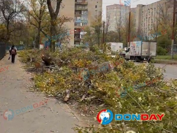 Жители Ростова жалуются на массовую вырубкой деревьев в Первомайском районе