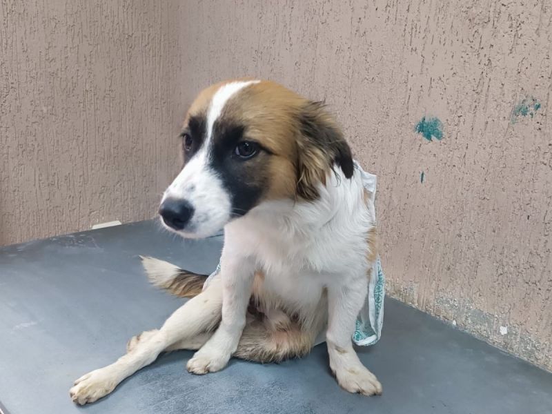 В Сальске ветврачи пытаются помочь псу с жуткими переломами