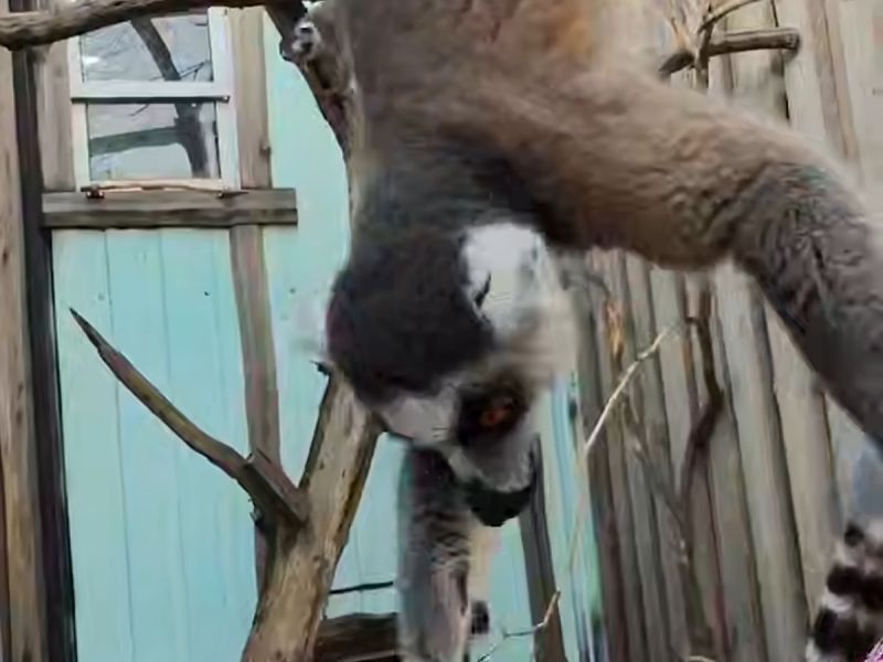 В южном парке «Малинки» Ростовской области лемуров перевели в зимний вольер