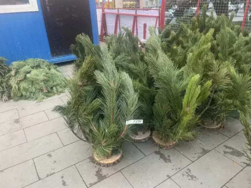 Из шести регионов страны в Ростовскую область завезли 32 партии новогодних деревьев