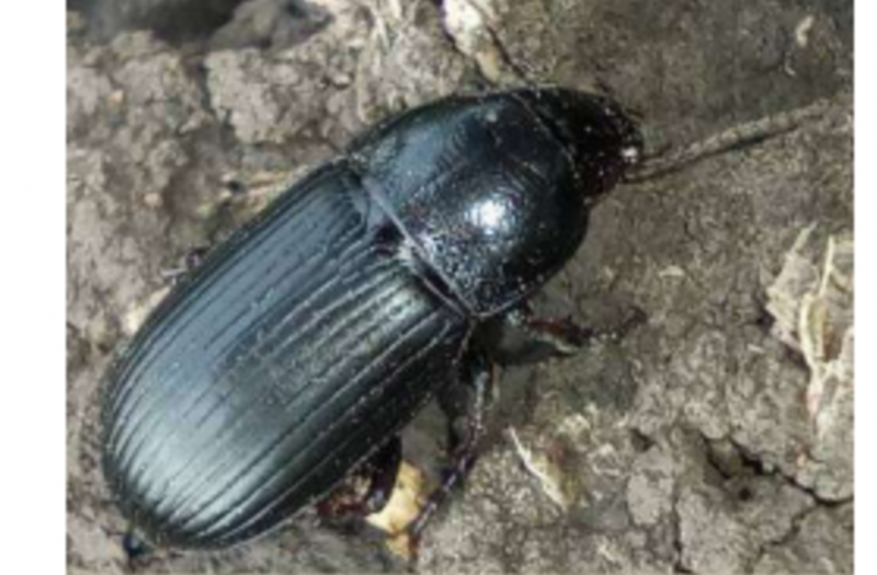 Ростовских земледельцев предупредили о появлении опасного вредителя – зерновой жужелицы