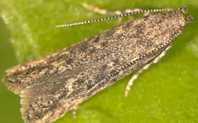 На Дону спустя три года сняли карантин по томатной моли