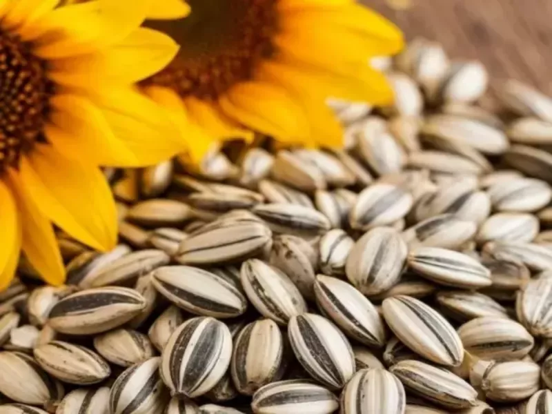 В Ростовской области в большой партии семян подсолнечника нашли семена амброзии