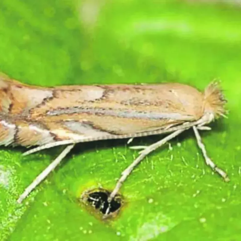 В Ростовской области сняли карантинные ограничения по восточной плодожорке и картофельной моли