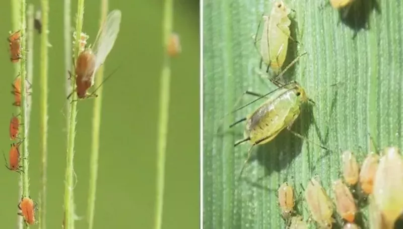 О вредоносной злаковой тле предупредили донских аграриев
