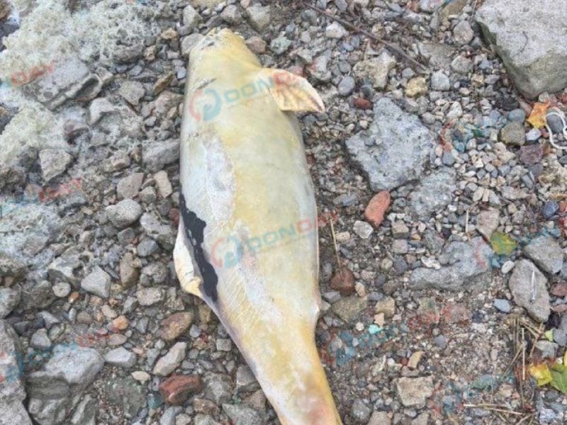 На набережной в Таганроге был найден мертвый дельфин