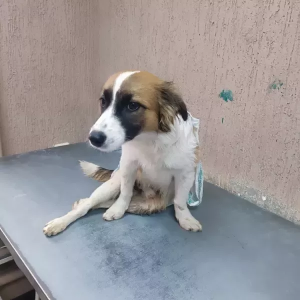 В Сальске ищут хозяев парализованной после аварии собаке, которая не сможет ходить