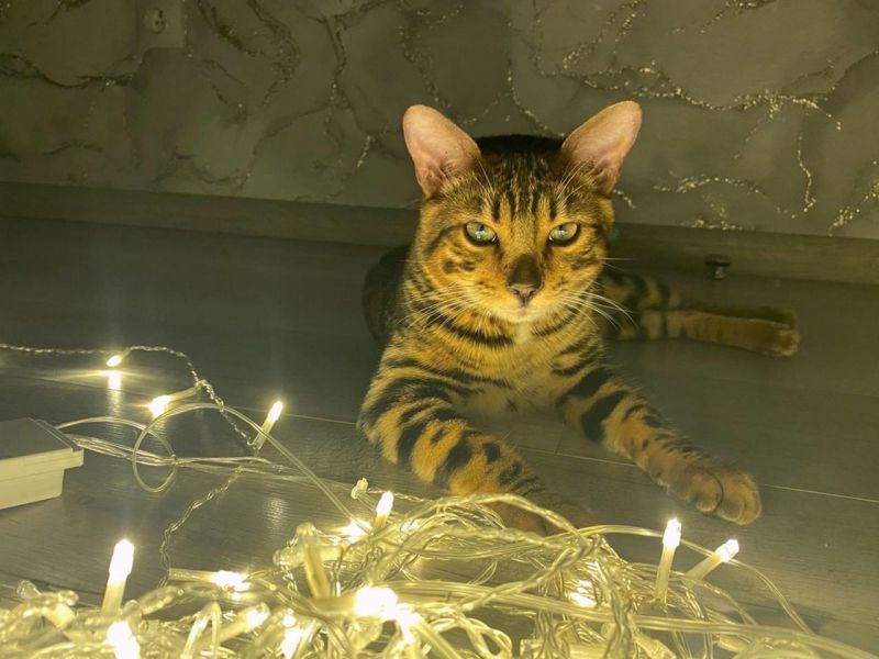 В Ростове из-за аварии в сети без света остались сотни жителей