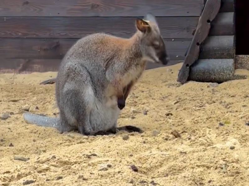 В парке "Лога" на свет появился маленький кенгуренок