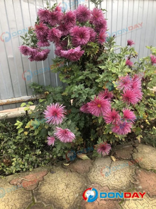 В Ростове за несколько дней до зимы расцвели хризантемы