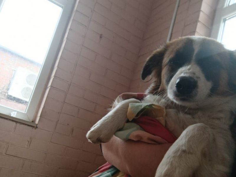 Парализованной собаке из Ростовской области нужны операция и коляска