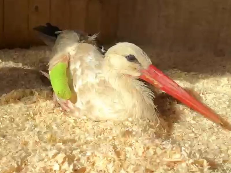 В донском парке "Малинки" спасли раненного краснокнижного аиста из Калужской области