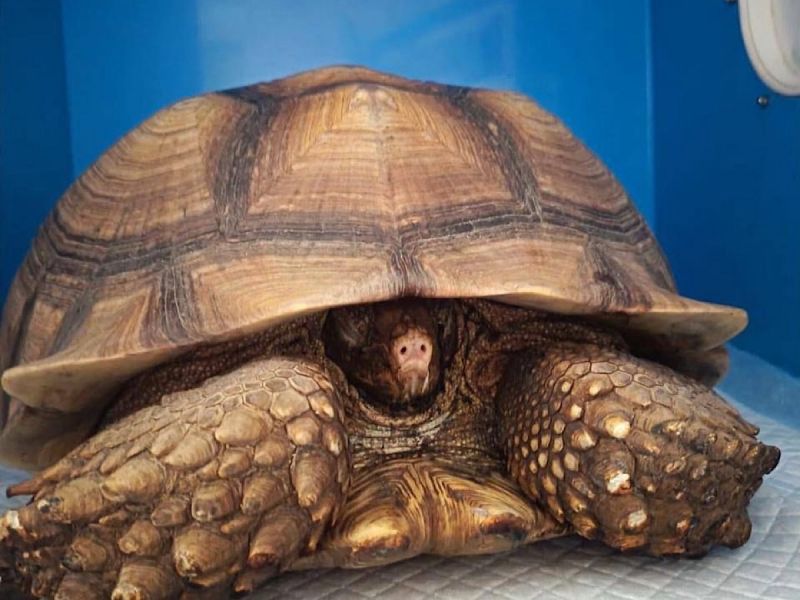 В Южном парке птиц "Малинки" черепаха пострадала при пожаре в вольере