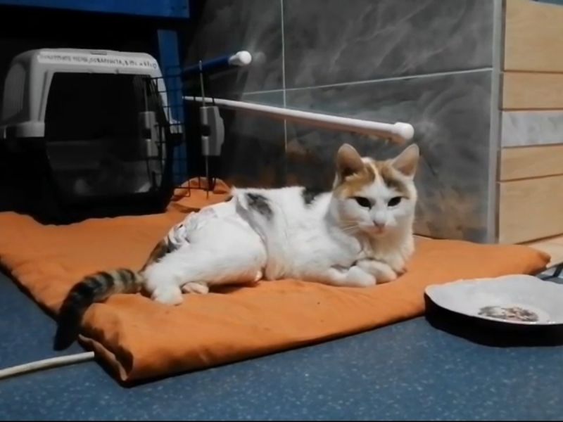 Семья из Москвы приютила парализованную кошку из Ростовской области