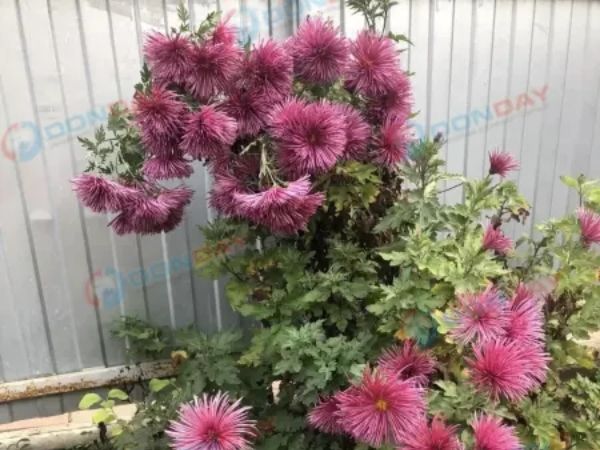 В Ростове за несколько дней до зимы расцвели хризантемы