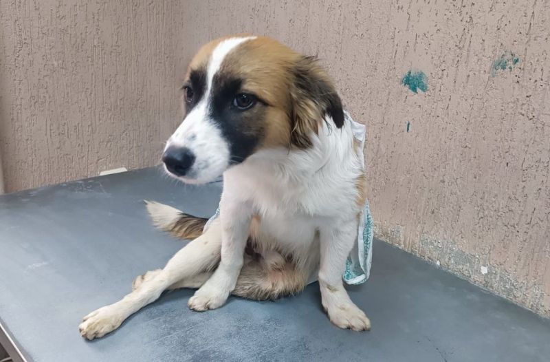 Волонтеры из Ростовской области спасают парализованную собаку с переломом позвоночника