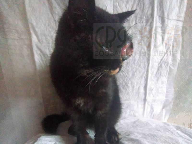 Бездомной кошке с лопнувшим глазом из Ростовской области нужна дорогостоящая операция