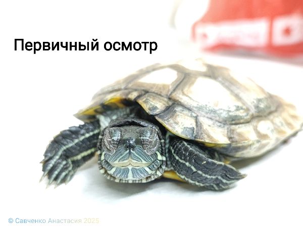 Черепаху с опухшими глазами спасла ветврач из Ростова