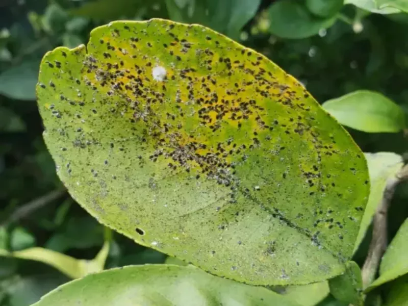 В Ростове сняли фитосанитарный карантинный режим по  калифорнийской щитовке