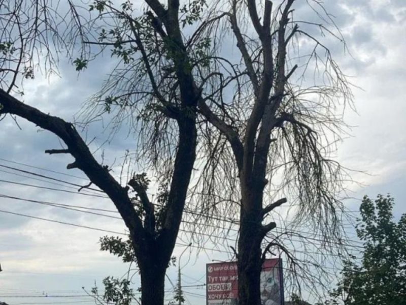 Весной в Ростове на проспекте 40-летия Победы в Ростове планируют высадить молодые саженцы