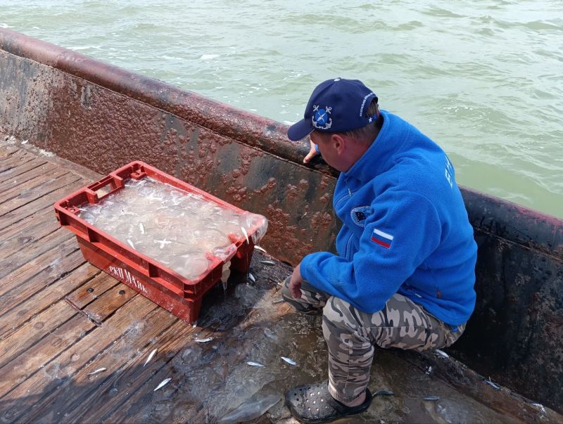 В Азовском море высокой численности медуз неоднократно останавливался  рыбный промысел