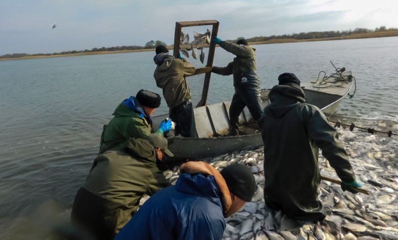 Река Дон остается ключевым поставщиком рыбы для Азовского бассейна