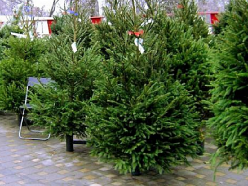 Ростовчане готовятся к Новому году: в городе открылись елочные базары и ярмарки