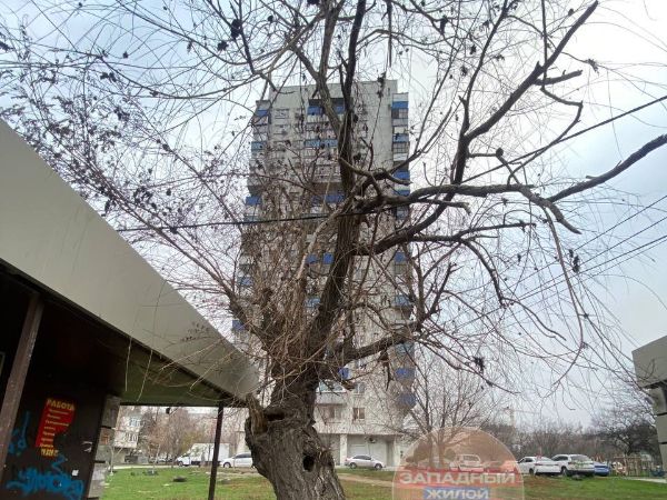 На Западном в Ростове сухое дерево повисло на проводах