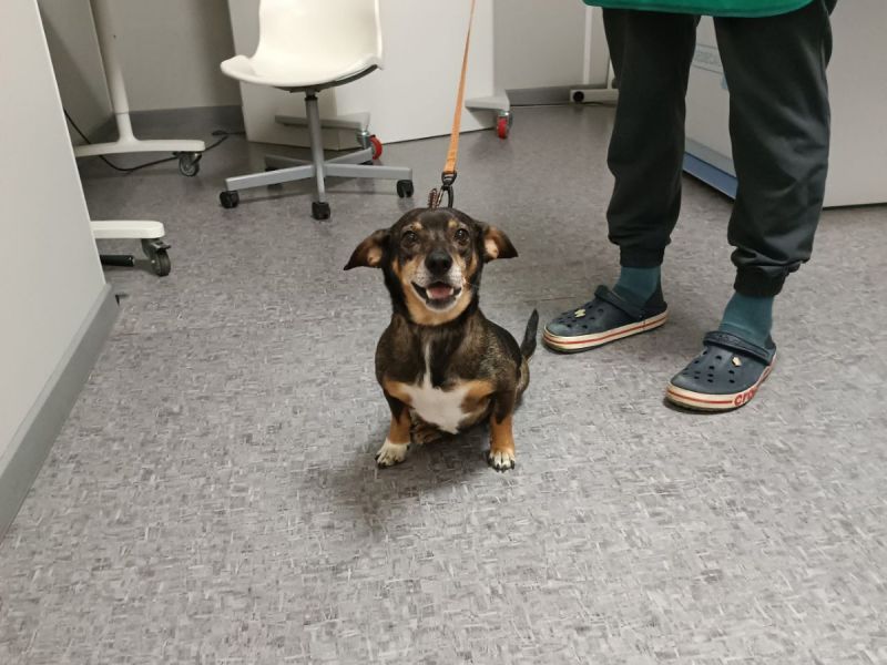 Псу с параличом из Ростовской области нужна дорогостоящая операция на коленные чашечки