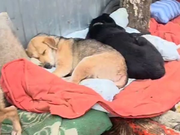 Зооприют под Ростовом, где погибли животные, работал без регистрации