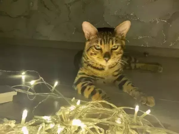 В Ростовской области пять населенных пунктов остались без света из-за обрыва ЛЭП