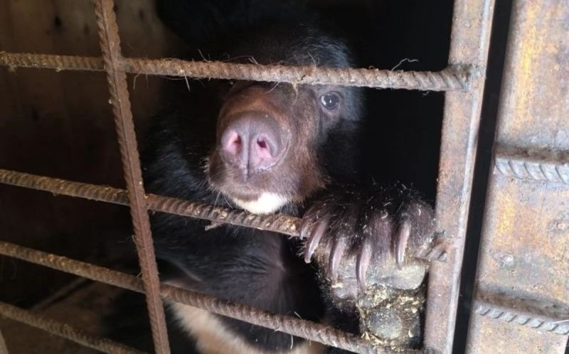 После визита в школу Приморья ручную медведицу отправят в зоопарк Ростова