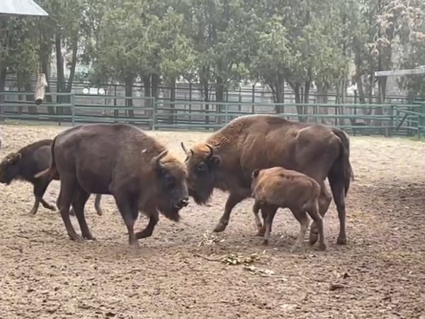 В Ростовском зоопарке выбрали имя зубренку