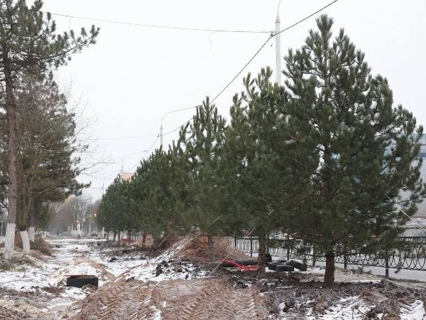 В центре Новочеркасска на месте срубленных деревьев высадили 12 сосен