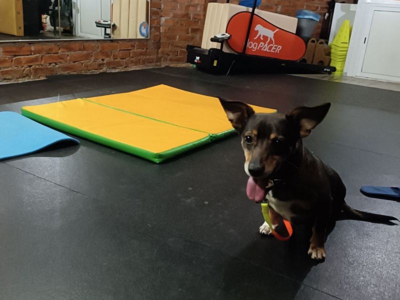 Парализованному псу Мите из Ростовской области снова грозит операция